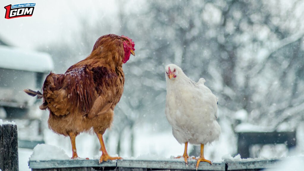 cách chấp tiền gà chọi