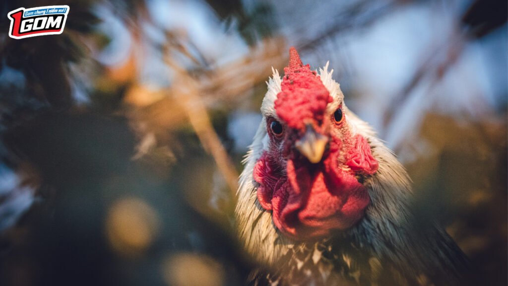 cách chơi cá cược đá gà ở nhà cái