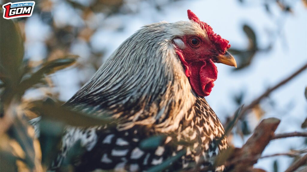 Thuật ngữ trong trò đá gà