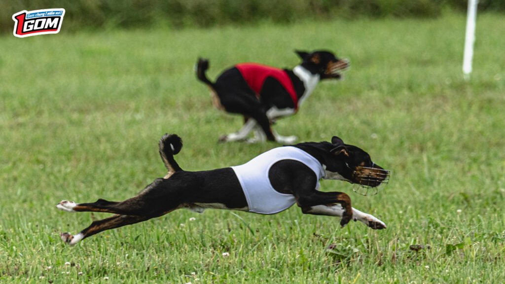 Cá cược đua chó